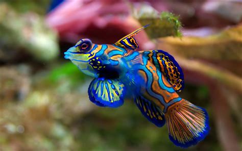 A Cool Fish .